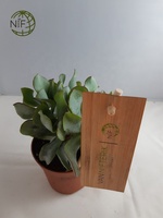 NIF Prix attractif nouveau type étiquettes de plantes de jardin en gros étiquette de jardin en bambou personnalisée
