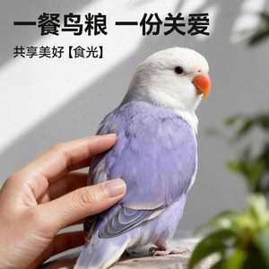 HuanPet <b>Parrot</b> <b>Food</b> 2.5kg Golden Tasty Mix For Cockatiel And <b>Parrot</b> - Product Image 3