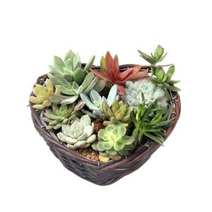 AAA351 Portable Home Decor conservazione <span class=keywords><strong>in</strong></span> <span class=keywords><strong>vimini</strong></span> vaso succulento decorazione fatta a mano contenitore per piante cesto di fiori di paglia - Product Image 5