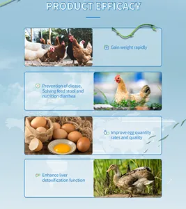 Produk Kesehatan Hewan Burung Unta Kalkun Unggas Mengurangi Insiden Hewan Ternak dan Unggas Probiotik untuk Aditif Pakan