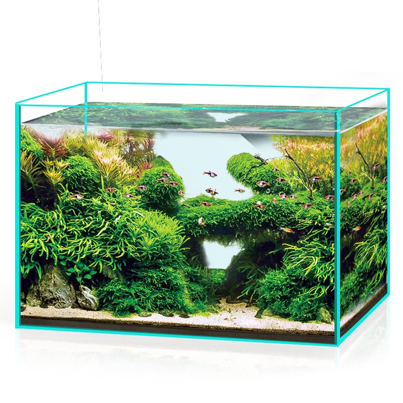 Best Fresh Water Aquarium Fish Quality Variety