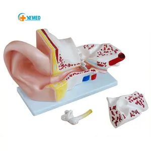 Medical science new large ear anatomy model 5x enlarged ear (five parts) Doctor's body system ear local anatomy teaching model