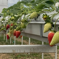 Système de culture hydroponique en gouttière avec irrigation goutte à goutte pour la culture de fraises, tomates et concombres en serre