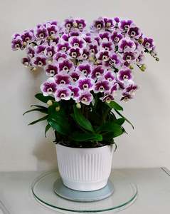 Maceta plisada de alto brillo F22530 para proyectos florales festivos de Año Nuevo - Product Image 6