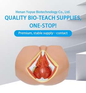 解剖学教育及び医学研修のための医学の教育モデル-男性の会陰解剖学的モデル - Product Image 5