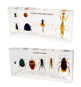 Gelsonlab HSBS-075 Akrilik 2 çeşit Chafer Beetle Numune gömülü biyolojik örnekler - Product Image 3