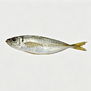 Sardinas Congeladas al por Mayor, Proveedor de Pescado Fresco, Sardinas IQF 200-300g a Granel, Todos los Tipos de Sardinas - Product Image 1