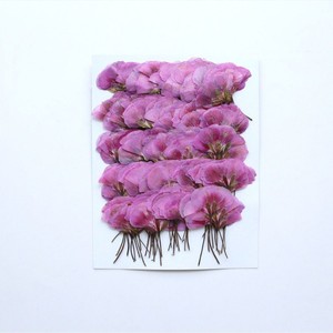 ดอกเจอเรเนียมแบบแยกชิ้นพร้อมก้านดอกกดแห้งสำหรับงานเรซิ่นอีพ็อกซี่ งานเทียน และกรอบรูป - Product Image 5