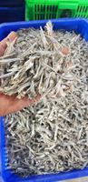 Anchois séchés de haute qualité, corps entier, 12 kg, qualité A, provenant de Linda.com. Contactez-nous au 0084 9989 322 607