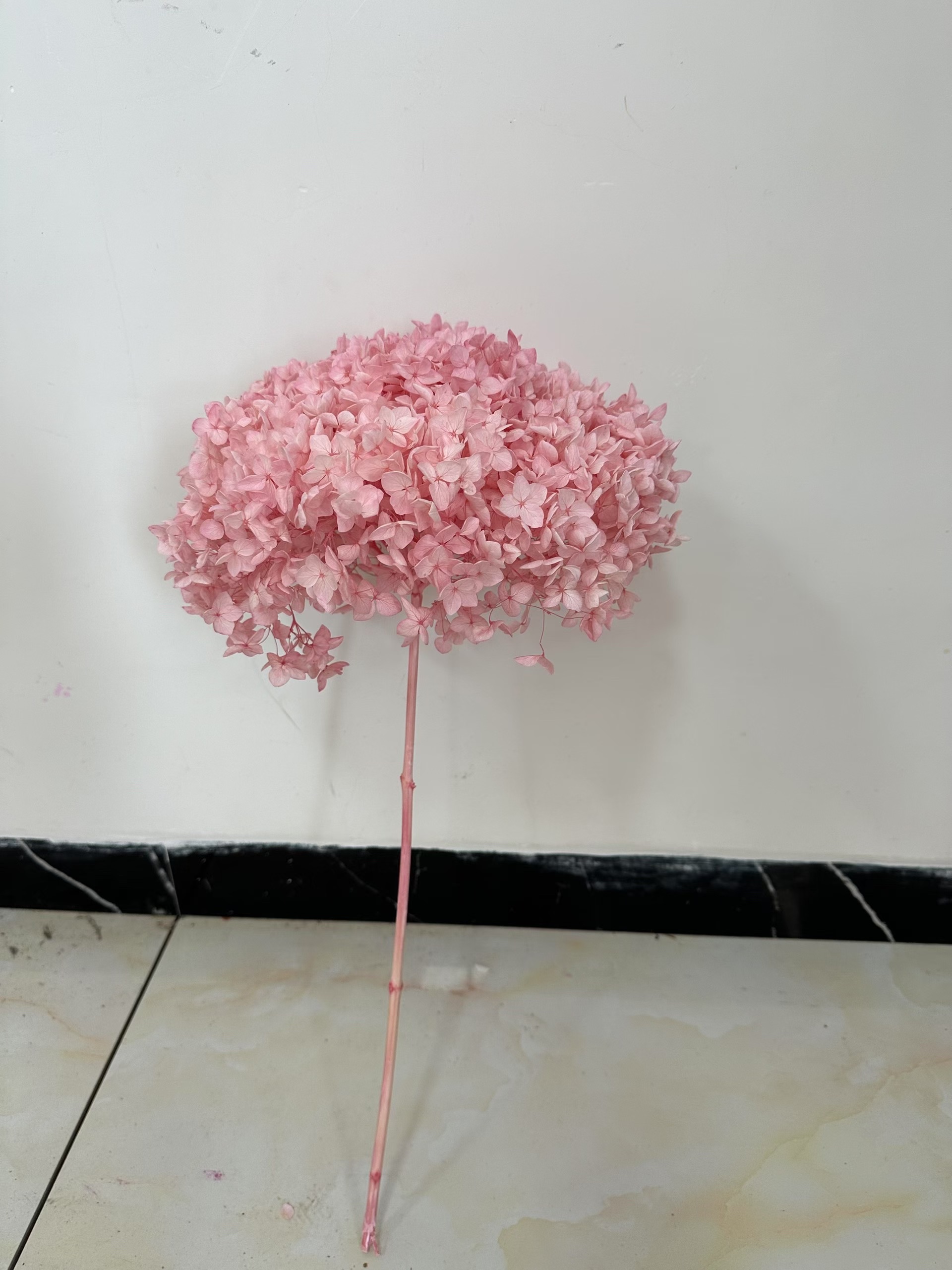 light sakura pink