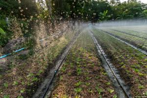 Tubo Microirrigazione in PE di Alta Qualità a Risparmio Idrico, Perforato al Laser, per <span class=keywords><strong>Irrigazione</strong></span> Agricola - Product Image 2