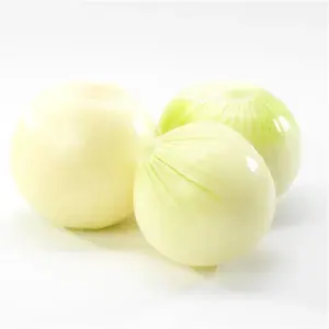 Fresh Peeled Onion Gansu Origin 10 KG Carton Packing Chinese Fresh White Onions Export to Korea Japan