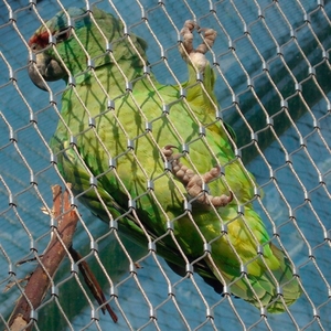 <span class=keywords><strong>Grillage</strong></span> en fil d'acier inoxydable pour volières d'animaux, cages à oiseaux <span class=keywords><strong>de</strong></span> petite taille/clôtures <span class=keywords><strong>de</strong></span> protection pour zoos - Product Image 1