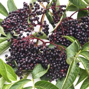 Vlierbessen Fruit Poeder Biologische Vlierbessen Extract Poeder Vlierbessen Concentraat - Product Image 3