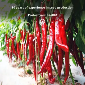 Peperoncino Rosso Dorato Essiccato: <span class=keywords><strong>Semi</strong></span> <span class=keywords><strong>di</strong></span> Peperoncino Piccante Estremo per Semina Primavera-Estate - Verdura Super Piccante - Product Image 2