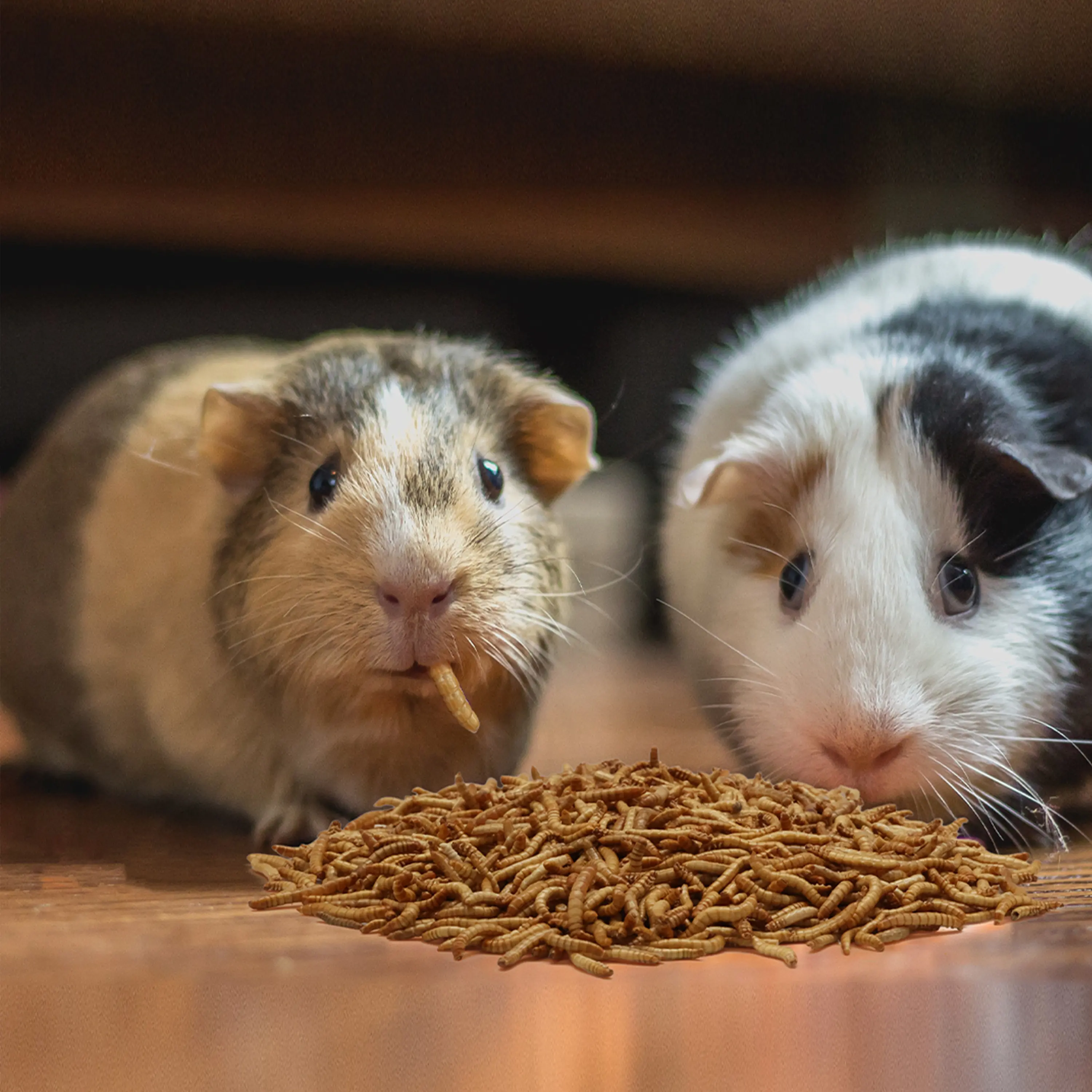 Ranova Pemasok Makanan Hewan dan Kucing Kaleng Cacing Makan Terlaris untuk Makanan Hewan Peliharaan