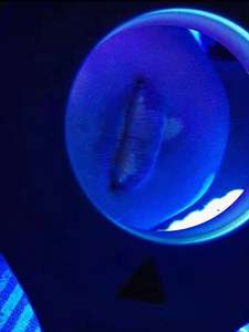 SIGMA <span class=keywords><strong>SW</strong></span>-12 의료용 피부경 핸드헬드 피부 검사 장치 피부 병변 분석기 전문가용 피부과 사용 - Product Image 5