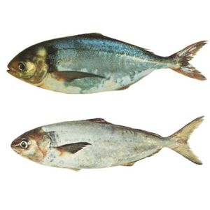 Venta al por mayor de pescado congelado en Warehou, captura salvaje sostenible, Exportación de mariscos Premium para compradores globales, suministro de servicio de alimentos - Product Image 4