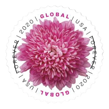 Chrysanthème 2020 500374-F4-55-20JH
