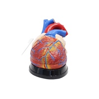 Modèle Anatomique de Cœur Géant pour l'Enseignement des Sciences Médicales, Modèle d'Anatomie Cardiaque Agrandi en PVC, VIC Science VIC-307