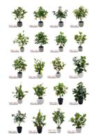 Nouveaux produits Tizen, plante artificielle en plastique personnalisée, faux cerisier, citron, bonsaï, arbre fruitier artificiel dans un pot en ciment