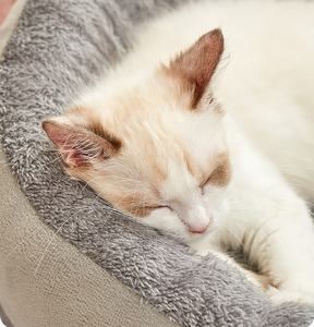 Venta al por mayor caliente Four Seasons Universal Oval gato y perro nido resistente a mordeduras y pelo antiadherente cama para perros - Product Image 5