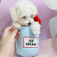 Le nouveau jouet en peluche pour chien coréen avec des boules lumineuses et des sons, design de dessin animé mignon, utilisation en intérieur/extérieur