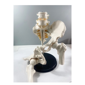 Modelo Anatómico Articulado <span class=keywords><strong>de</strong></span> <span class=keywords><strong>Huesos</strong></span> Sacrales y Pélvicos Masculinos, Escala 1:1, MAC-YJ72, PVC, Desmontable - Product Image 2