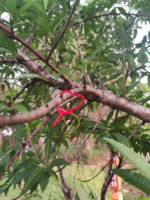 Distributeur européen de pièges à mites de la vigne Lobesia Botrana Perturbation de l'accouplement Appât Attractant pour insectes