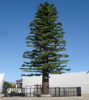 Torre de Telecomunicaciones en Forma de Árbol Junhao, Acero Angular Galvanizado en Caliente, Altura y Color Personalizables