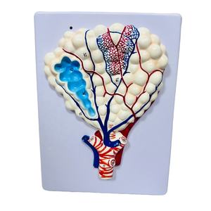 Modelo médico de pulmón Anatomía humana Modelo de alivio agrandado alveolar - Product Image 1