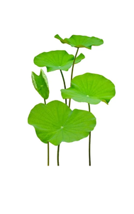 100% feuilles de lotus séchées naturelles du Vietnam qualité supérieure aux meilleurs prix de gros. - Product Image 4