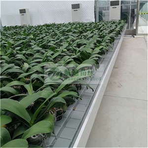 Serre agricole <span class=keywords><strong>Culture</strong></span> sans sol et système <span class=keywords><strong>hydroponique</strong></span> de <span class=keywords><strong>Culture</strong></span> de plantes fraises - Product Image 5