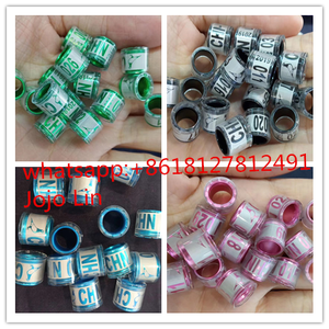 WQ 2022 Nuovo Arrivo Spagna Anelli di Piccione Per Il Giorno Vecchio Bianco Leghorn Pulcino// - Product Image 6