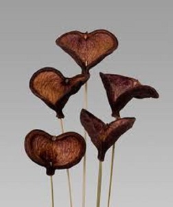 Alta calidad Badam Pod para manualidades DIY Popurrí Eventos y Navidad Acción de Gracias Decoración al por mayor - Product Image 1