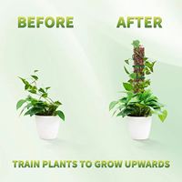 Bâtonnets de croissance grimpants en plastique de 24 pouces Piquets de support pour plantes de jardin de fleurs en mousse naturelle