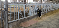 Système de grattoir à fumier pour bétail agricole, système de verrouillage du cou pour les vaches en écurie libre pour l'élevage de bovins