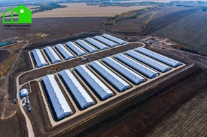 Thép tự động Gà nhà prefab trang trại xây dựng hệ thống thiết kế phong cách cho Gà Thịt và gà giống - Product Image 5