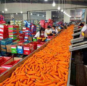 "جزر طازج بجودة جيدة مصنوع في الصين" - Product Image 2