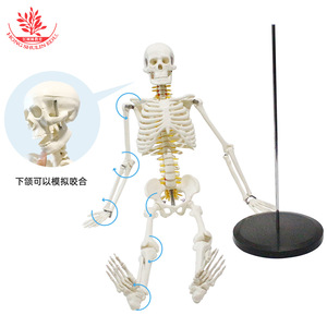 Modèle de squelette humain de 85 cm FRT005 : Méthode pédagogique pour l'assemblage de la moelle épinière, comprend un nerf spinal et un modèle squelettique - Product Image 2
