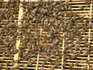 養蜂家とその毛皮のような友人のための20KG高タンパク質ビーパティバルクフィード花粉代替品 - Product Image 4