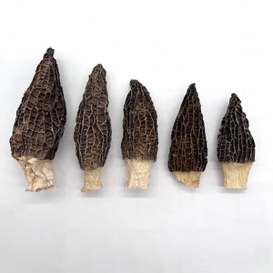 Morilles séchées en usine, Morchella Esculenta séchée, Morilles séchées, <span class=keywords><strong>Prix</strong></span> du marché des morilles - Product Image 1