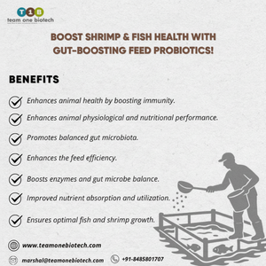 Producto de equilibrio bacteriano de alimentación de probióticos para estanque de camarones para el cultivo de camarones - Product Image 1