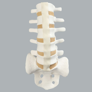 Modello in Schiuma Solida della Colonna <span class=keywords><strong>Lombare</strong></span> da L1 a Sacro, Modello Osseo Simulato per l'Insegnamento e la Formazione in Anatomia Ortopedica della Colonna Vertebrale - Product Image 5