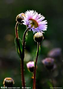 Erigeron breviscapus ผง98% สกัดจาก breviscapin - Product Image 5