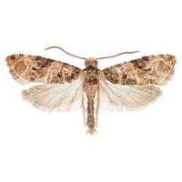 Papillon de la vigne européen Ver de raisin européen (Lobesia Botrana) Distributeur de perturbation de l'accouplement Appât à mites Attractant pour insectes