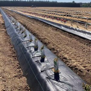 Nông nghiệp nhiệm vụ nặng nề PP <span class=keywords><strong>PE</strong></span> nguyên liệu nhà kính UV kháng cắt che phủ mặt đất Weed kiểm soát vải - Product Image 4