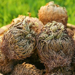 หญ้าเซลากินาลลาแห้ง (หญ้าฟื้นคืนชีพ) ขายส่ง 500 กรัม - สมุนไพรจีนธรรมชาติสำหรับแช่ไวน์และชาสมุนไพรเพื่อสุขภาพ - Product Image 3