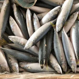 Pescado congelado del Pacífico, caballa a granel, pescado en lata de Jack, caballa para Ghana, gran oferta