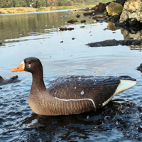 Décoy de chasse au gibier d'eau flottant portable de qualité supérieure, modèle à bec orange, pour le lac, la rivière, la maraisse, attracteur et appât pour oiseaux aquatiques